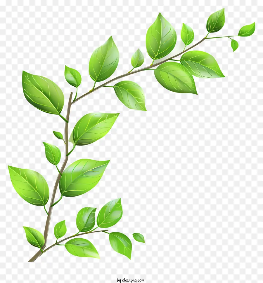 Leafs，Rama PNG