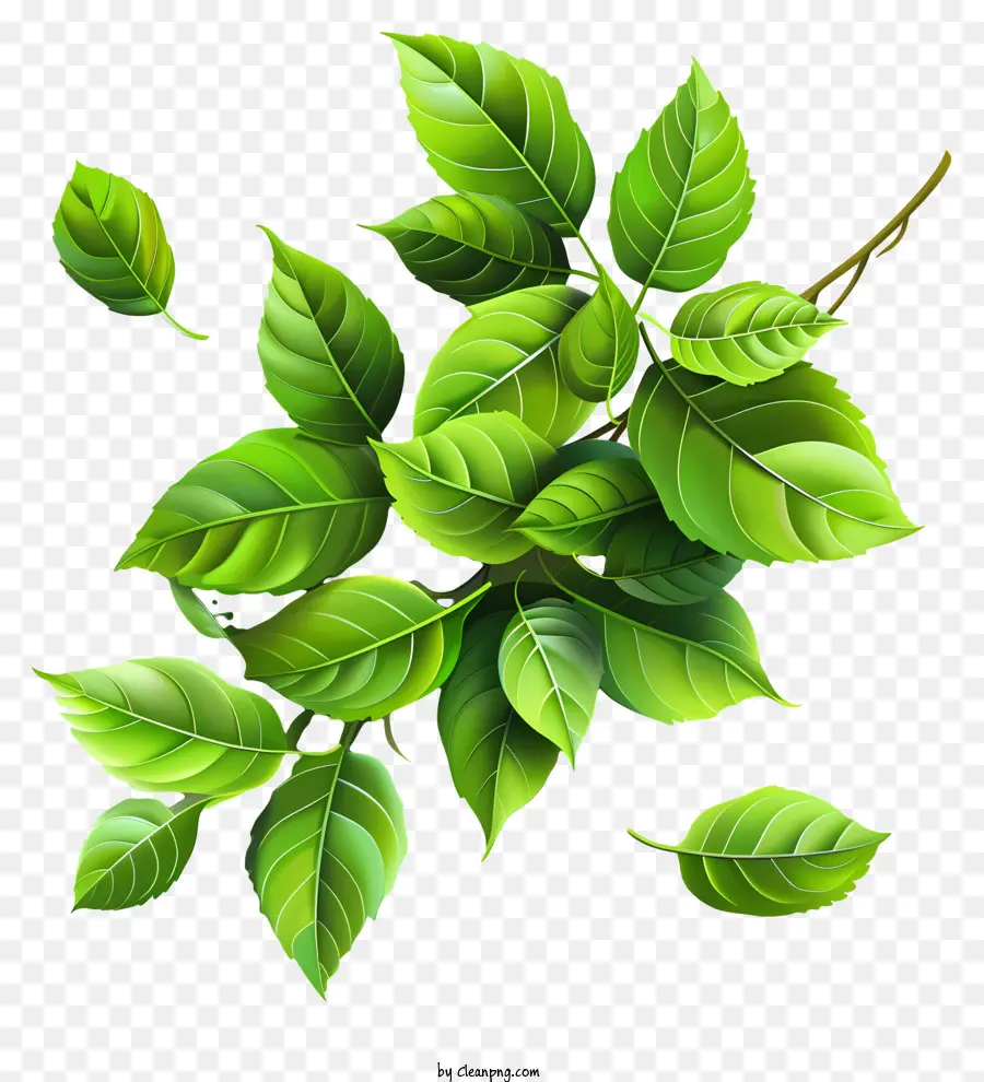 Leafs，Hojas De Planta PNG