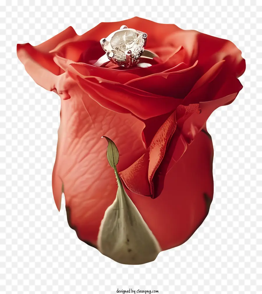 Día De La Propuesta，Rosa Roja PNG