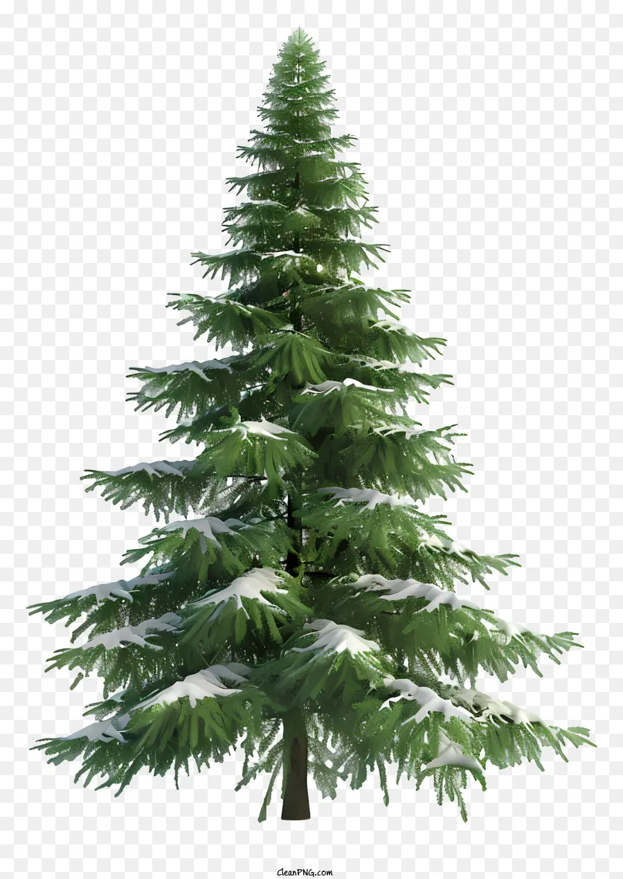 Fir Tree，árbol De Navidad PNG