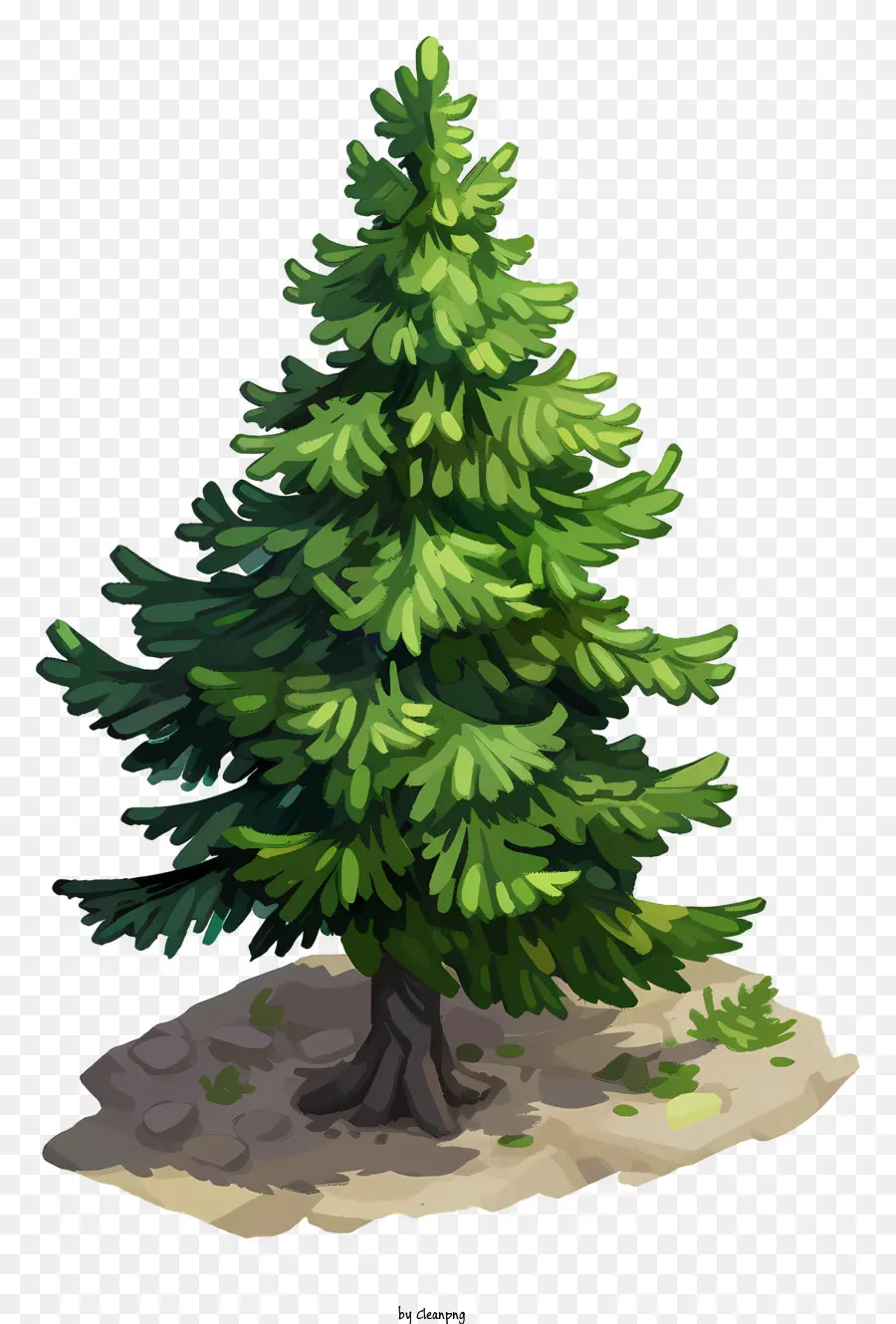 Fir Tree，árbol De Pino PNG