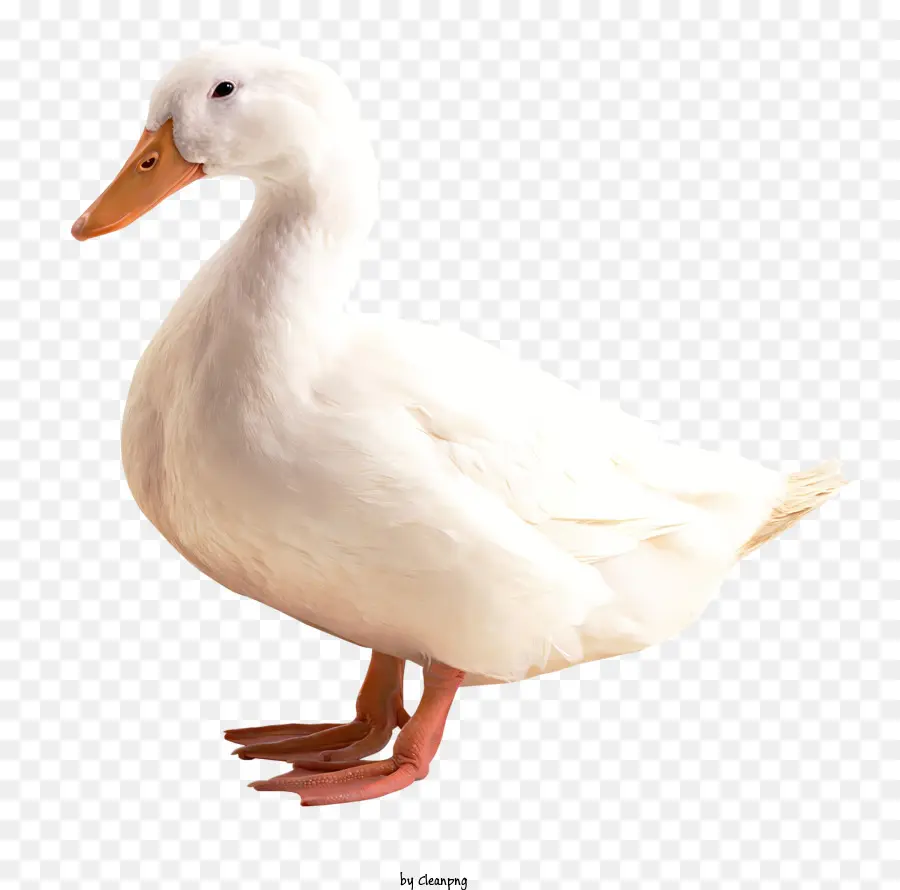 Pato，Pato Blanco PNG