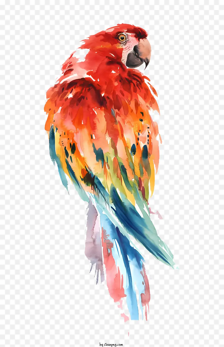 Aves，Loro PNG