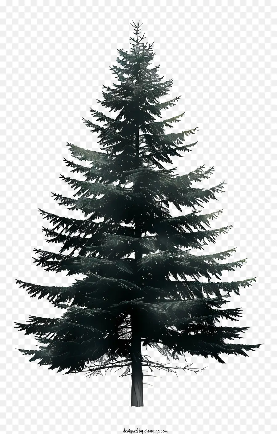 Fir Tree，árbol De Pino PNG