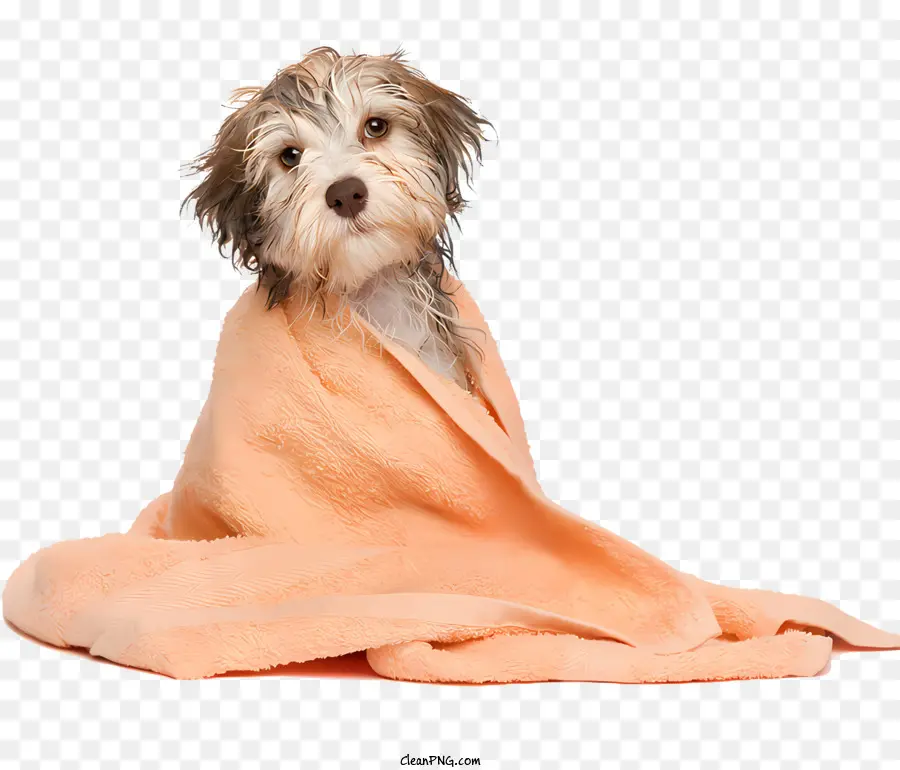 Perro，Perro Pequeño PNG