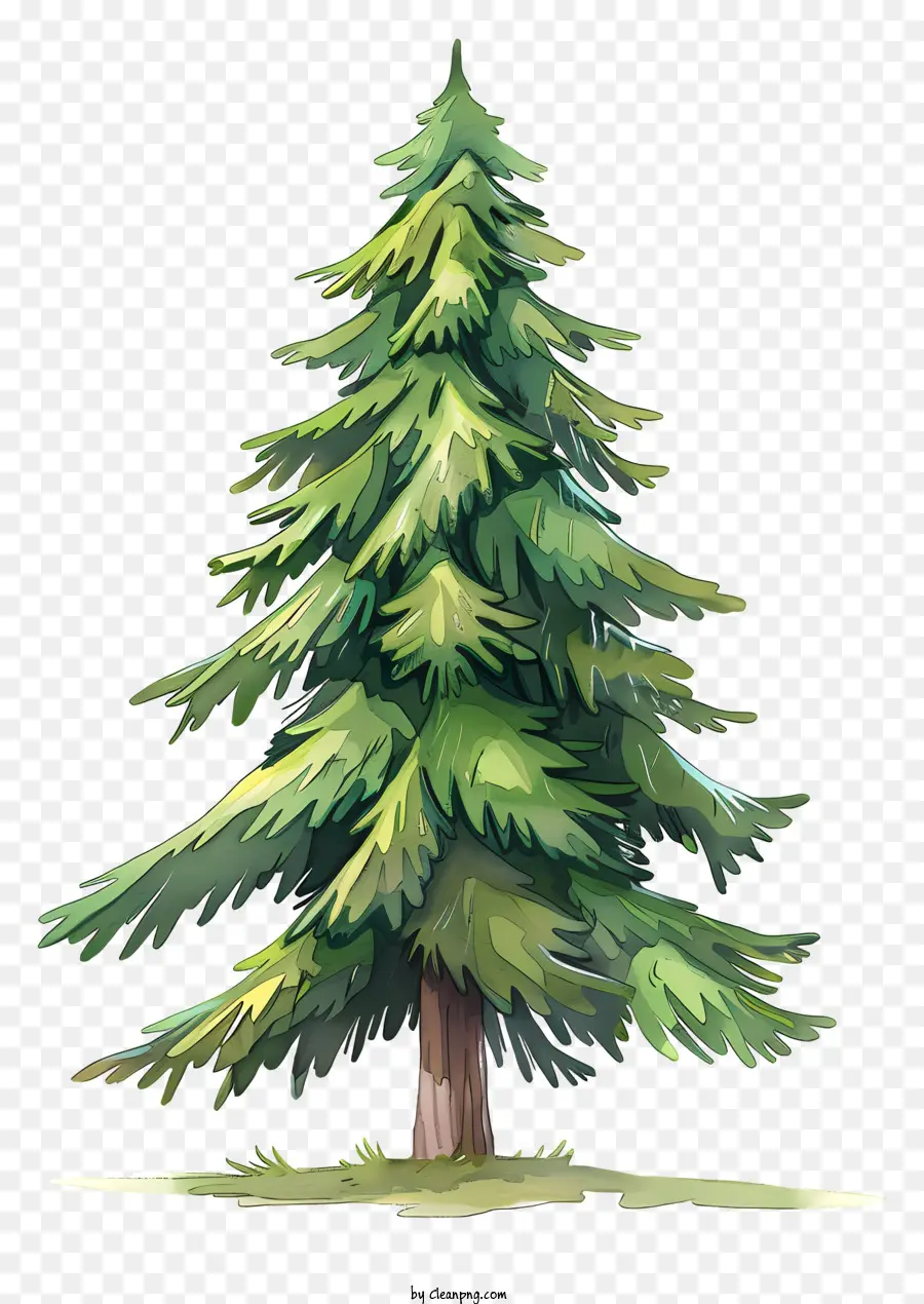 Fir Tree，Árbol PNG