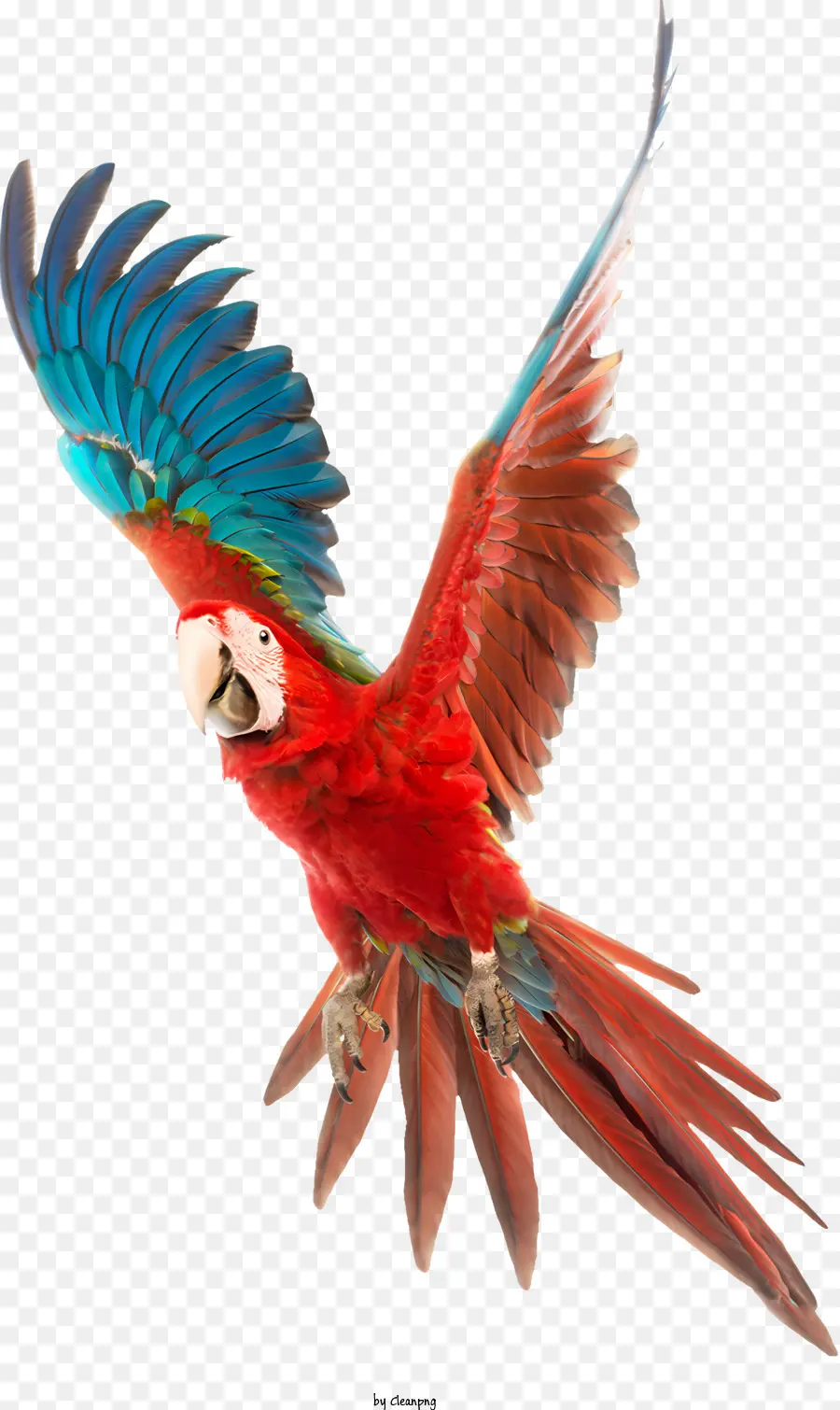 Aves，Loro PNG