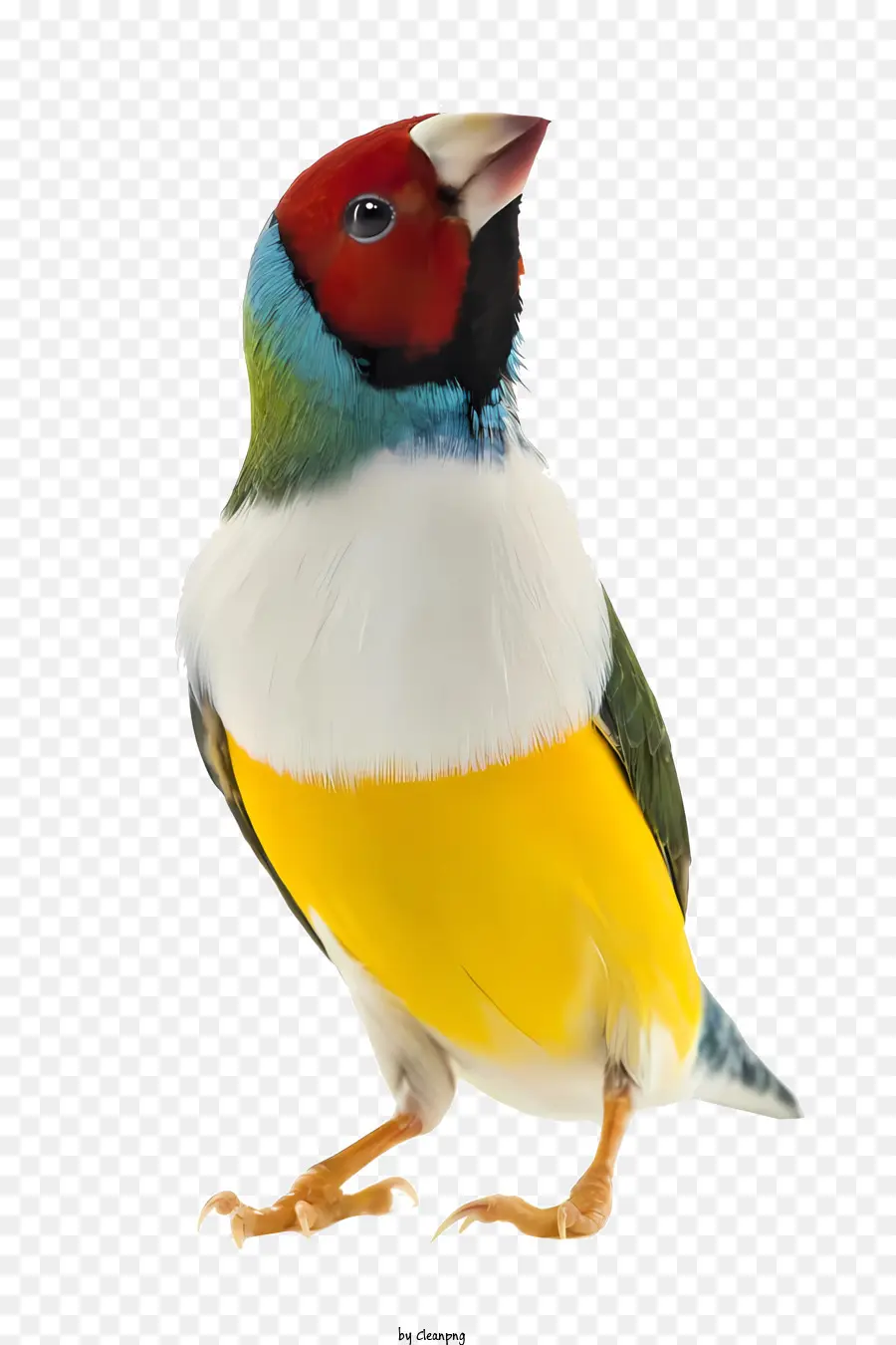 Pájaro，Pinzón Colorido PNG