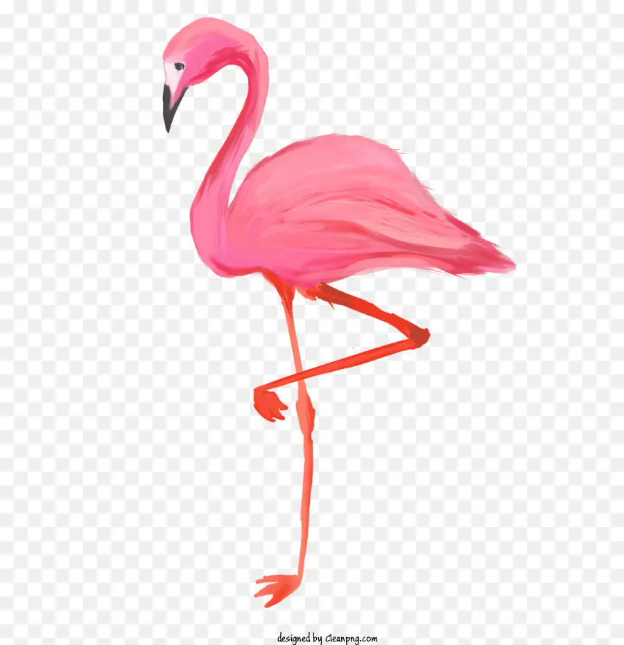 Flamingo，Aves PNG