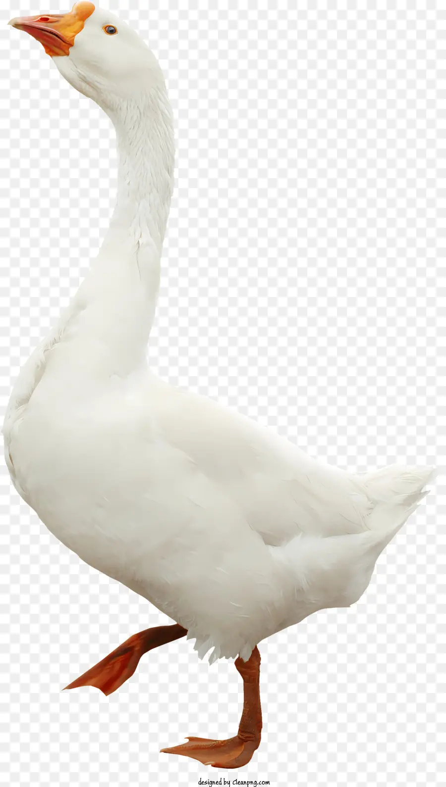 Ganso，Swan PNG