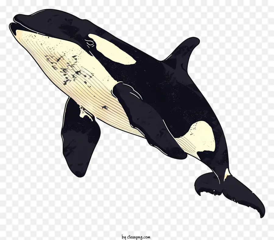 La Ballena Asesina，Orca PNG