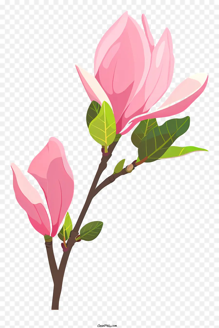Brote De Magnolia，Árbol De Floración Rosa PNG