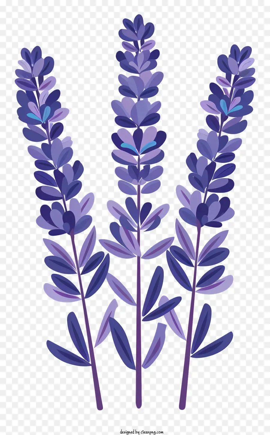 Lavanda，Las Flores De Lavanda PNG