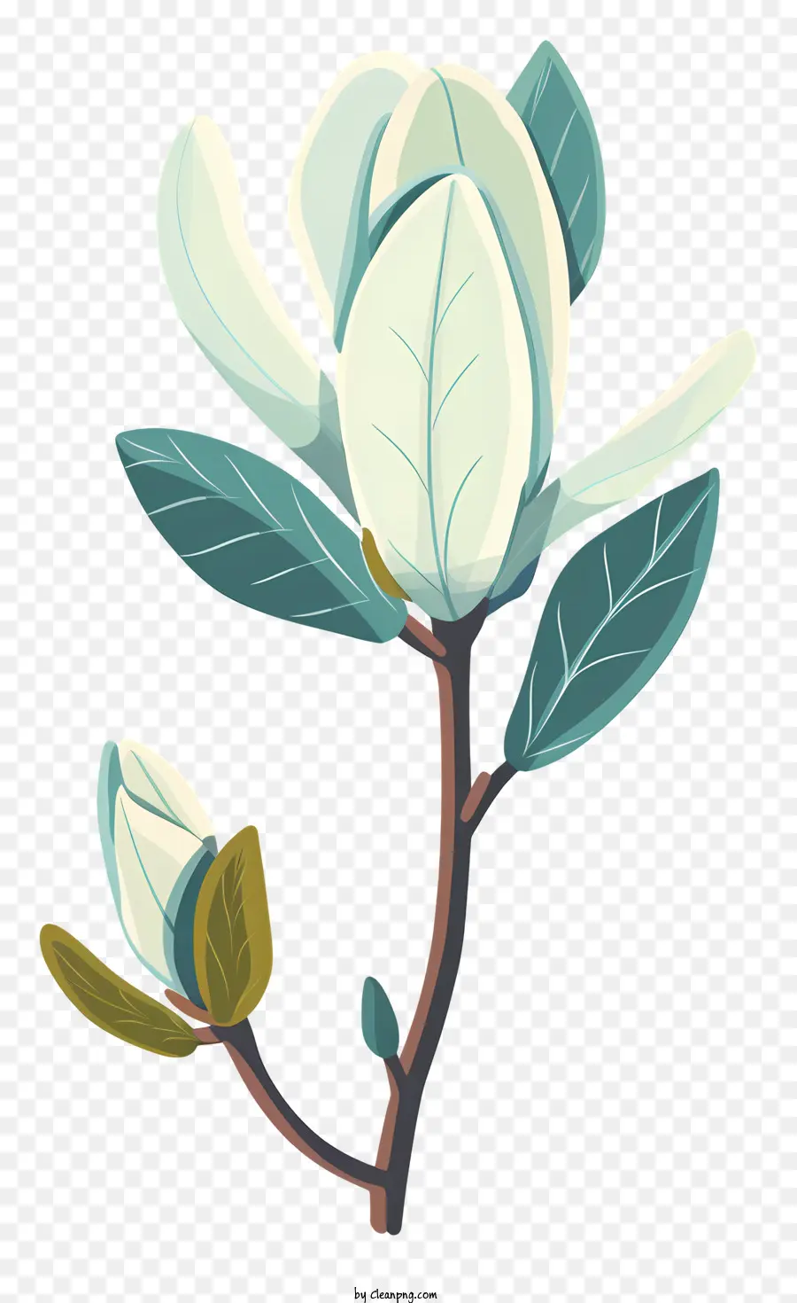 Brote De Magnolia，La Flor De La Magnolia PNG