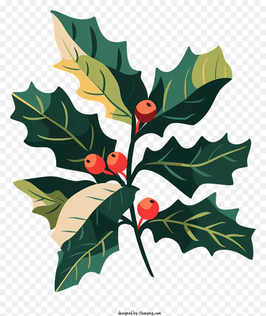 La Navidad Holly，Holly Tree PNG