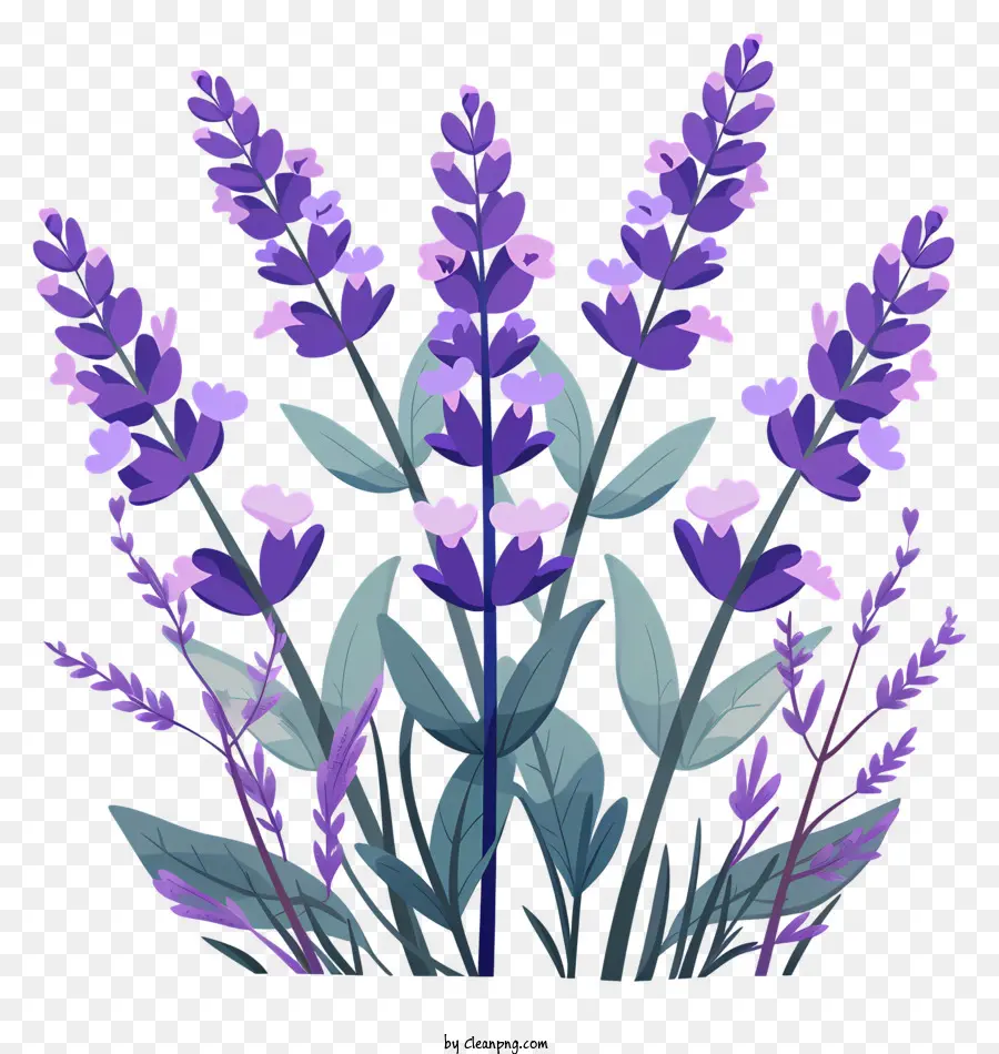 Lavanda，Flores PNG