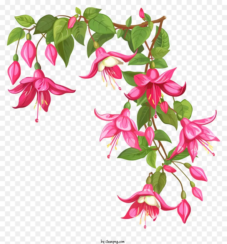 Fucsia Flores，Flor Fucsia PNG