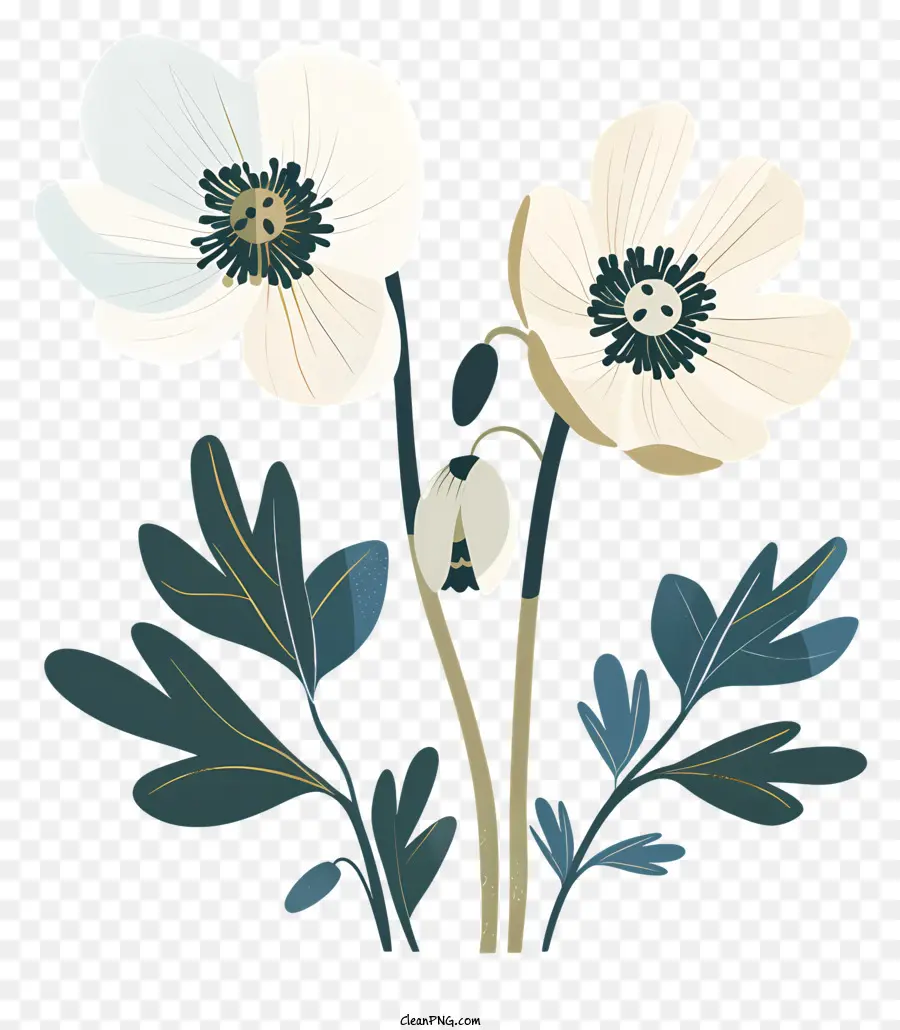 Flores Anémonas，Anémonas Blancas PNG