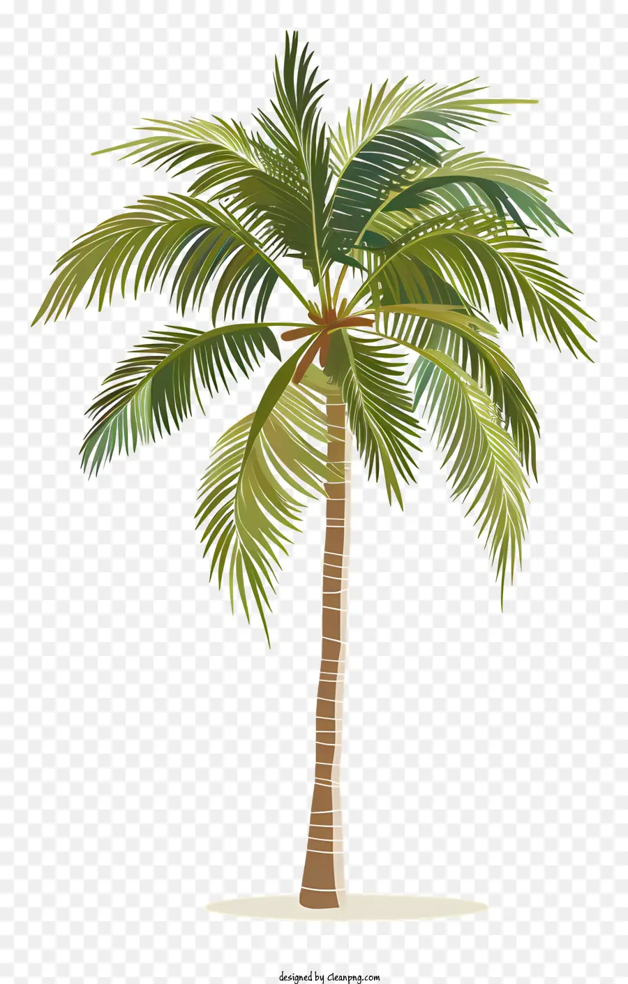 Palmera，Realista PNG