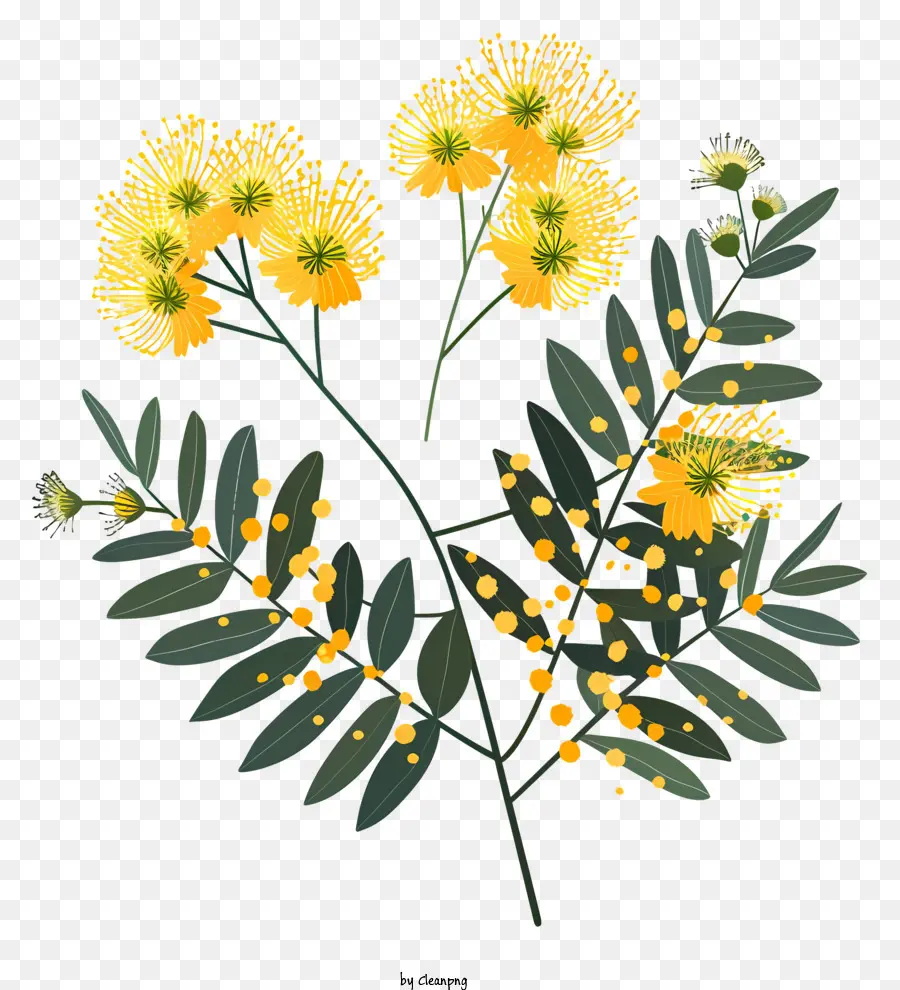Mimosa，Flores De árbol De Té PNG