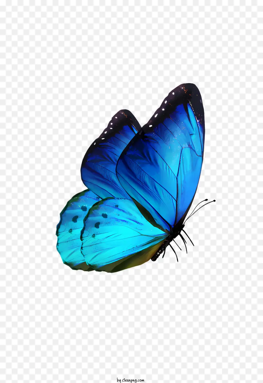 Mariposa，Alas PNG