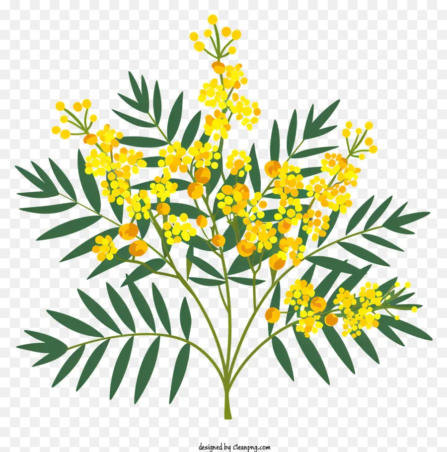 Mimosa Flor，Golden Flores PNG