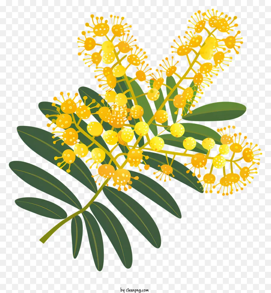 Mimosa Flor，Flores Amarillas PNG