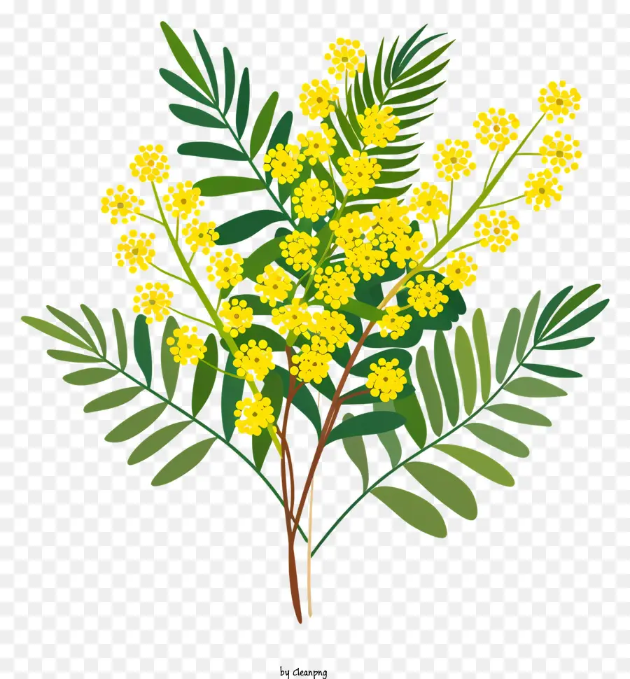 Flor De Mimosa，Flores Amarillas PNG