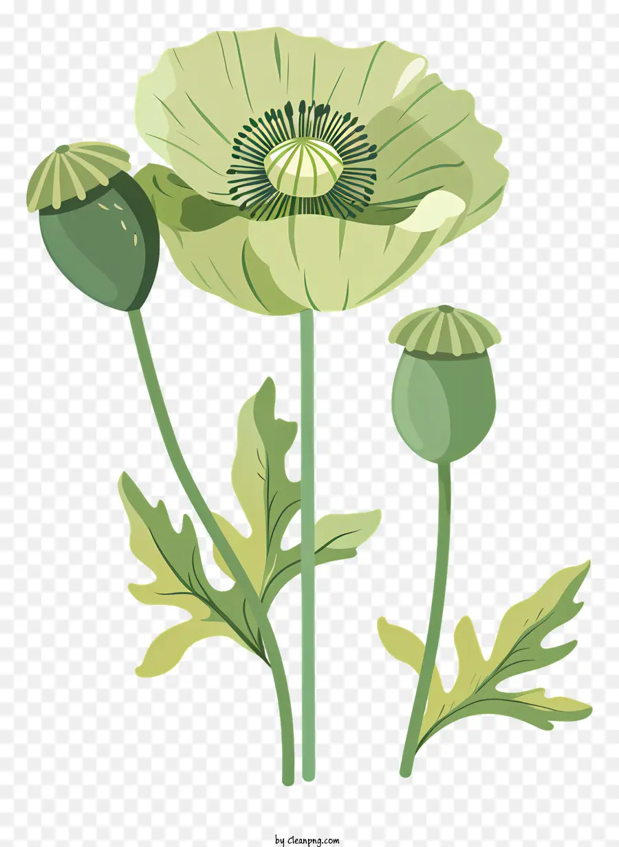 Flores De Amapola Verde，Flor Blanca PNG