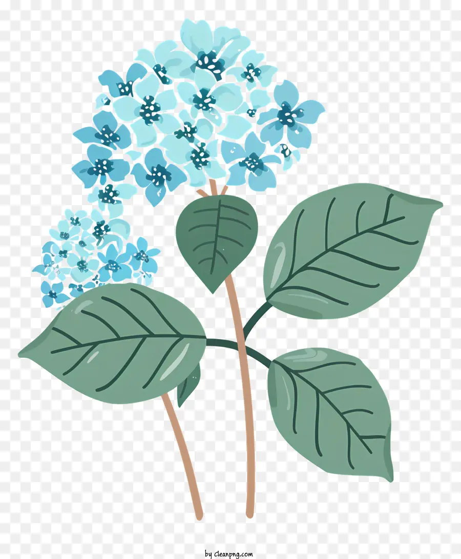 Las Hortensias，Hortensia PNG