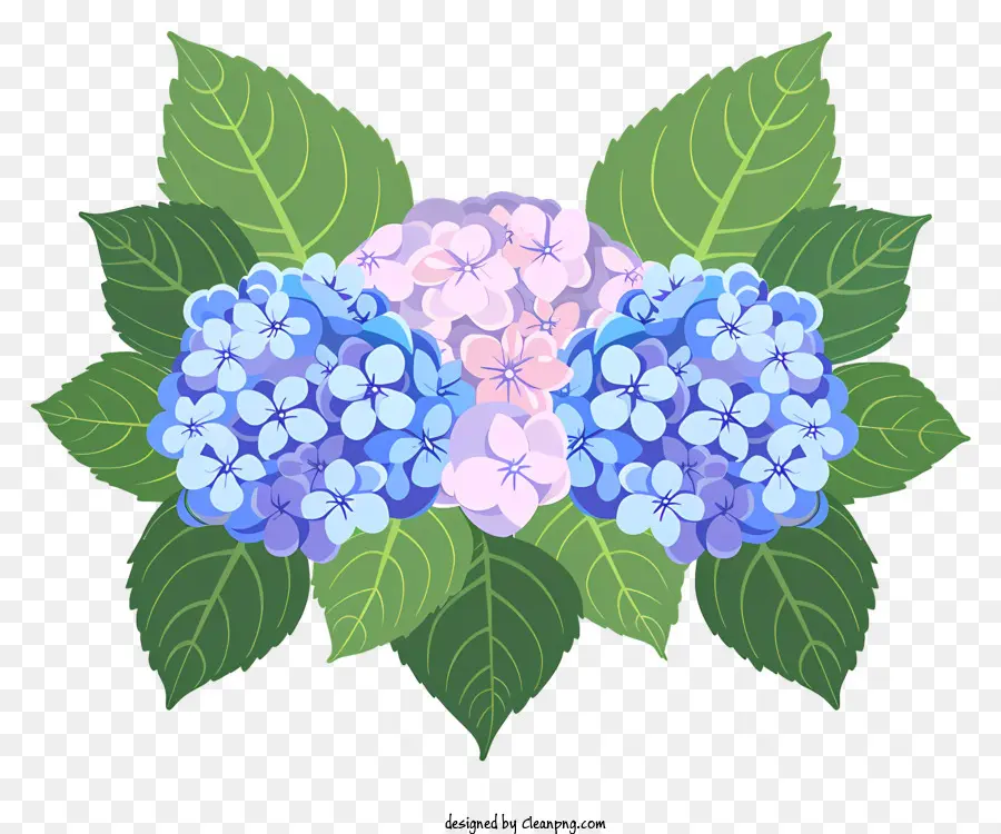 Hortensias，Hortensia PNG