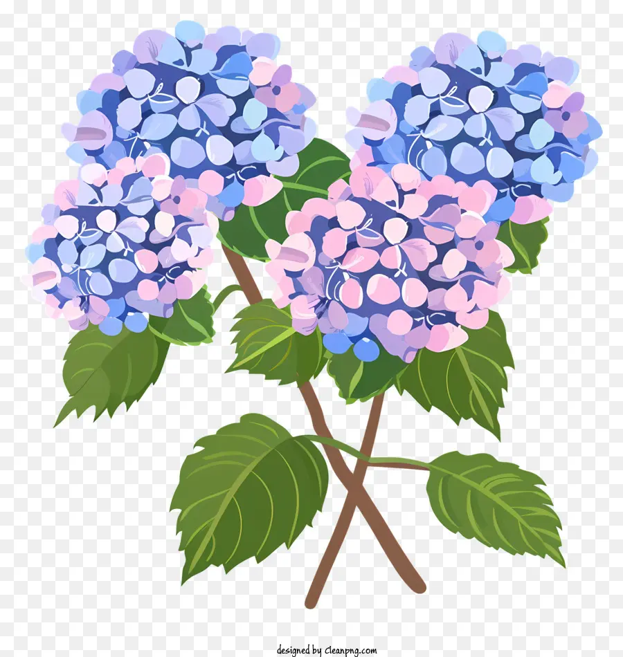 Las Hortensias，Ramo PNG