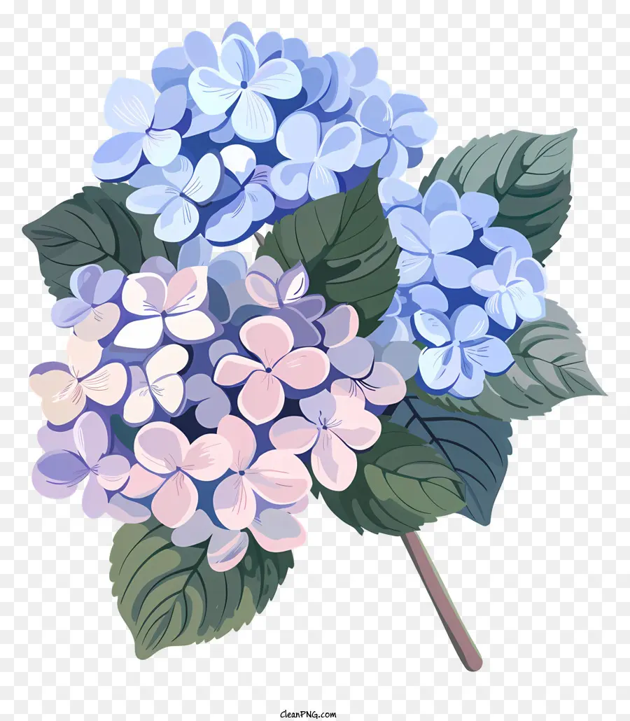 Hortensias，Hortensia PNG