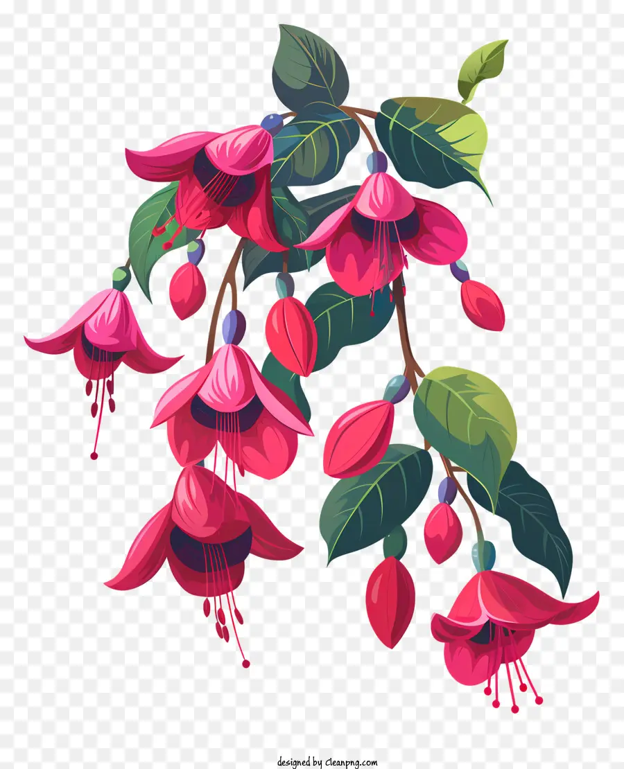 Rama De Flores De Fucsia，Fucsia Flores PNG