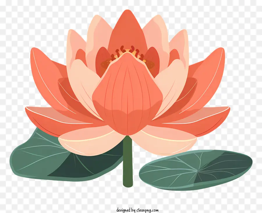 Flor De Loto，Estanque PNG