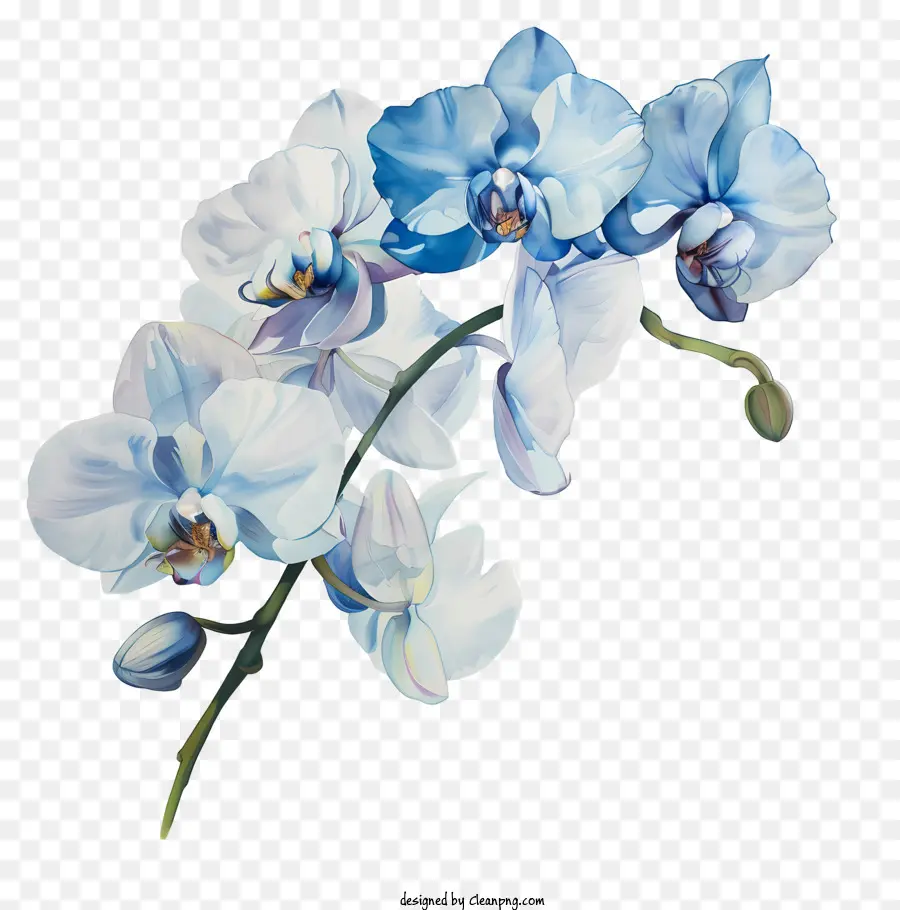 Día De Orquídeas，Orquídea Blanca PNG