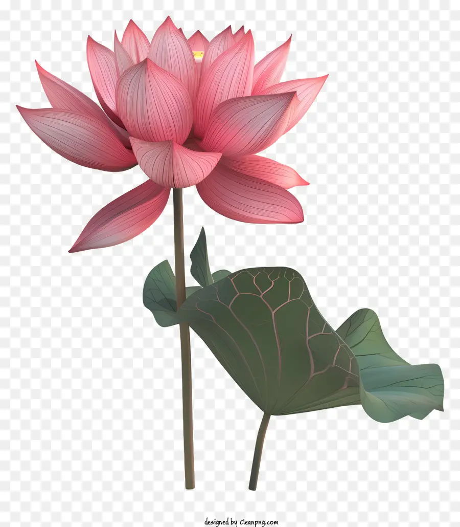 Flor De Loto，Rosa PNG