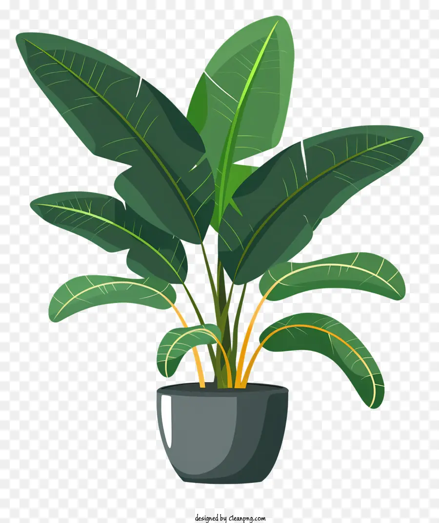 Planta En Maceta，Planta De Banana PNG