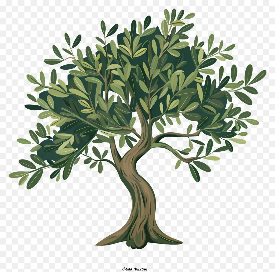 Olivo，Árbol PNG