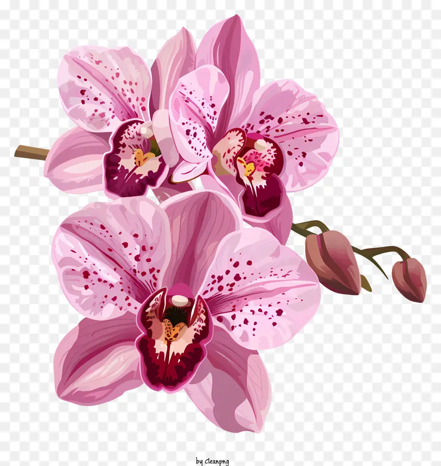 Día De Orquídeas，Orquídeas Rosadas PNG