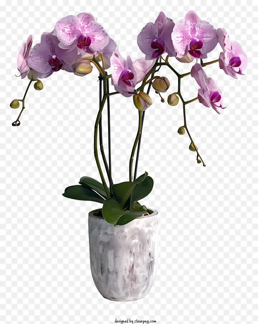 Día De La Orquídea，Planta De Orquídea PNG