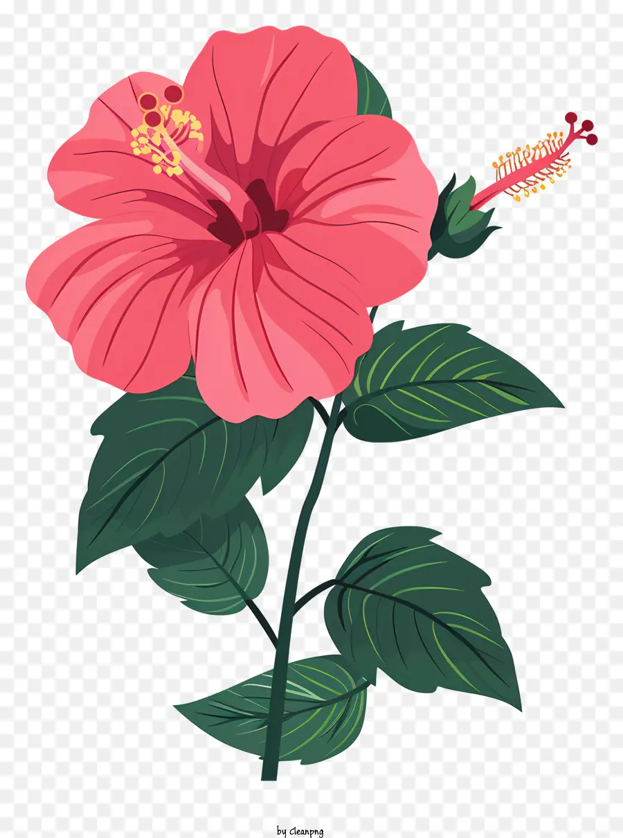 Flor De Hibisco Rosa，Flor Rosa PNG