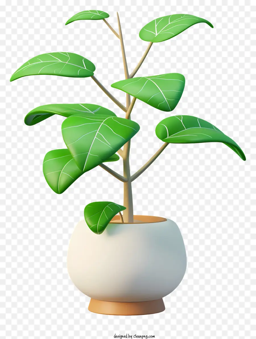 Planta De Dinero，Planta En Maceta PNG