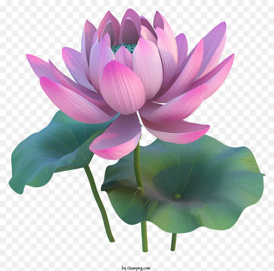 Flor De Loto，Flor De Loto Rosa PNG