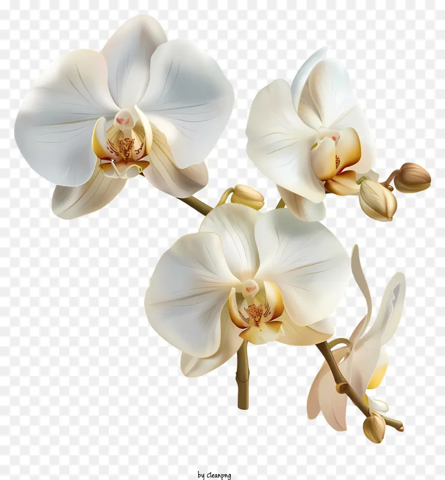 Día De La Orquídea，Orquídeas Amarillas PNG