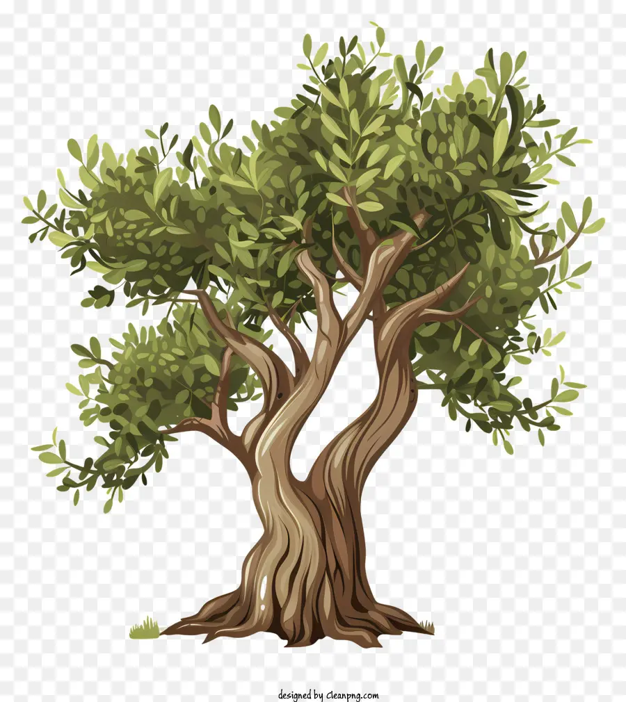 Olivo，árbol PNG