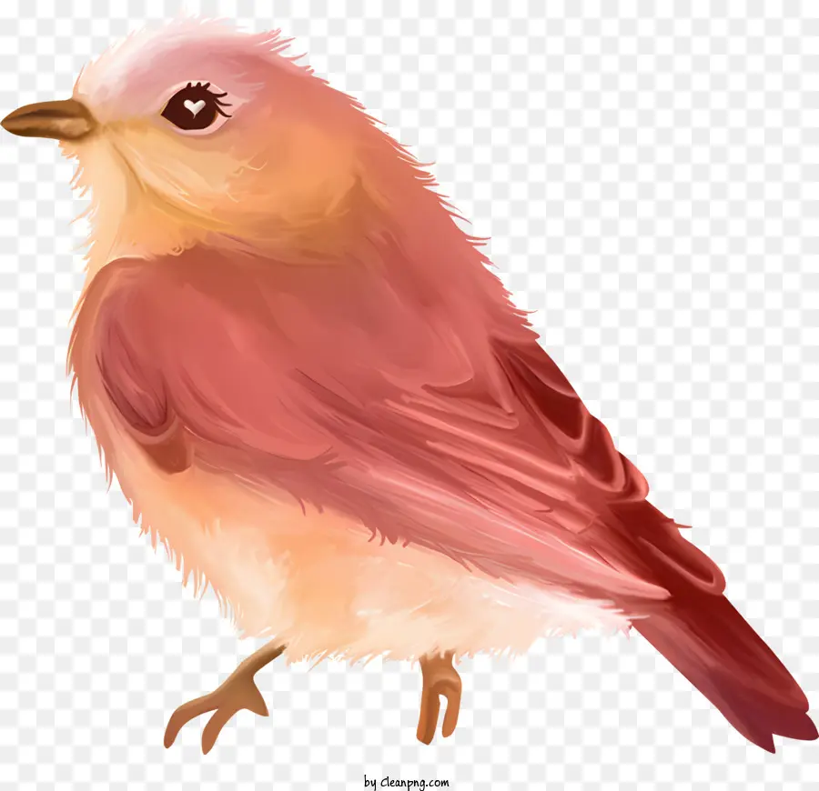 Aves，Rosa PNG