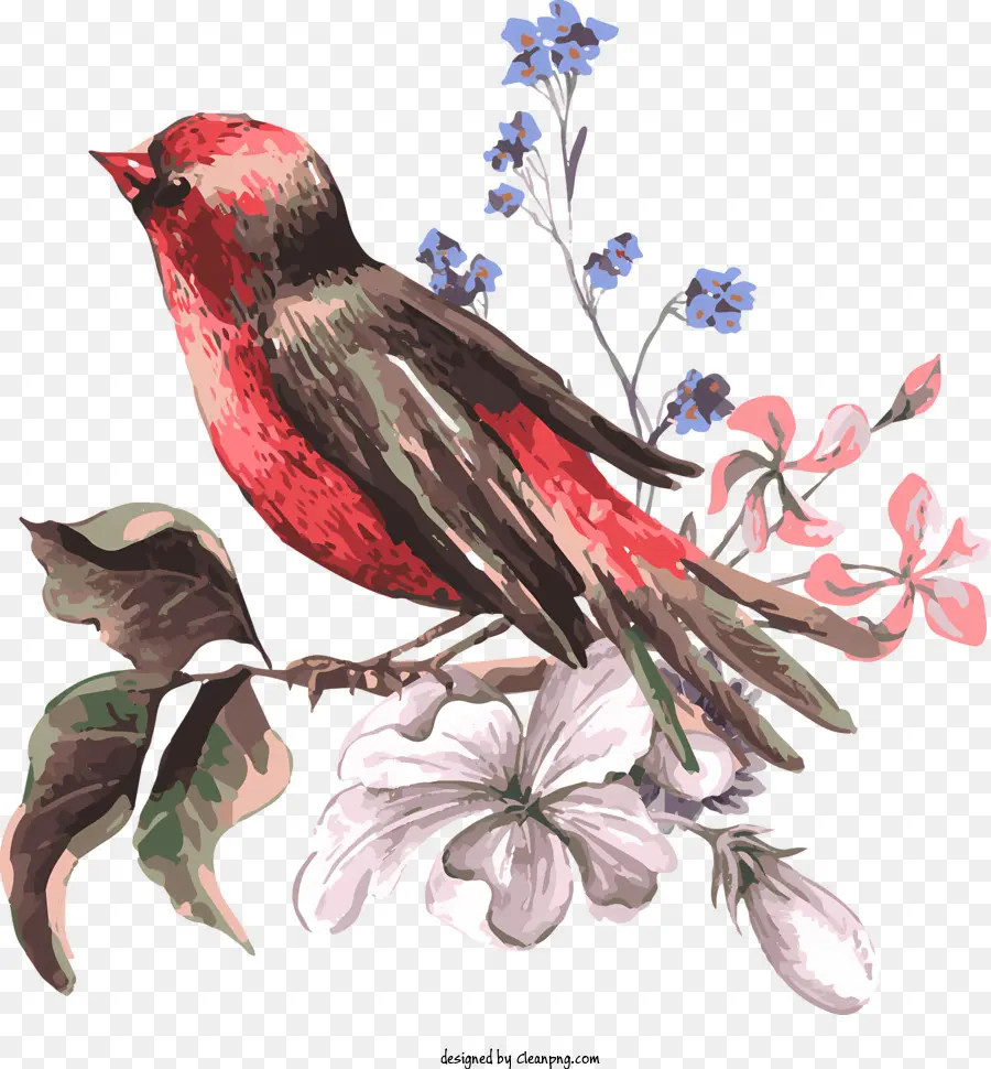 Aves，Pájaro Rojo PNG
