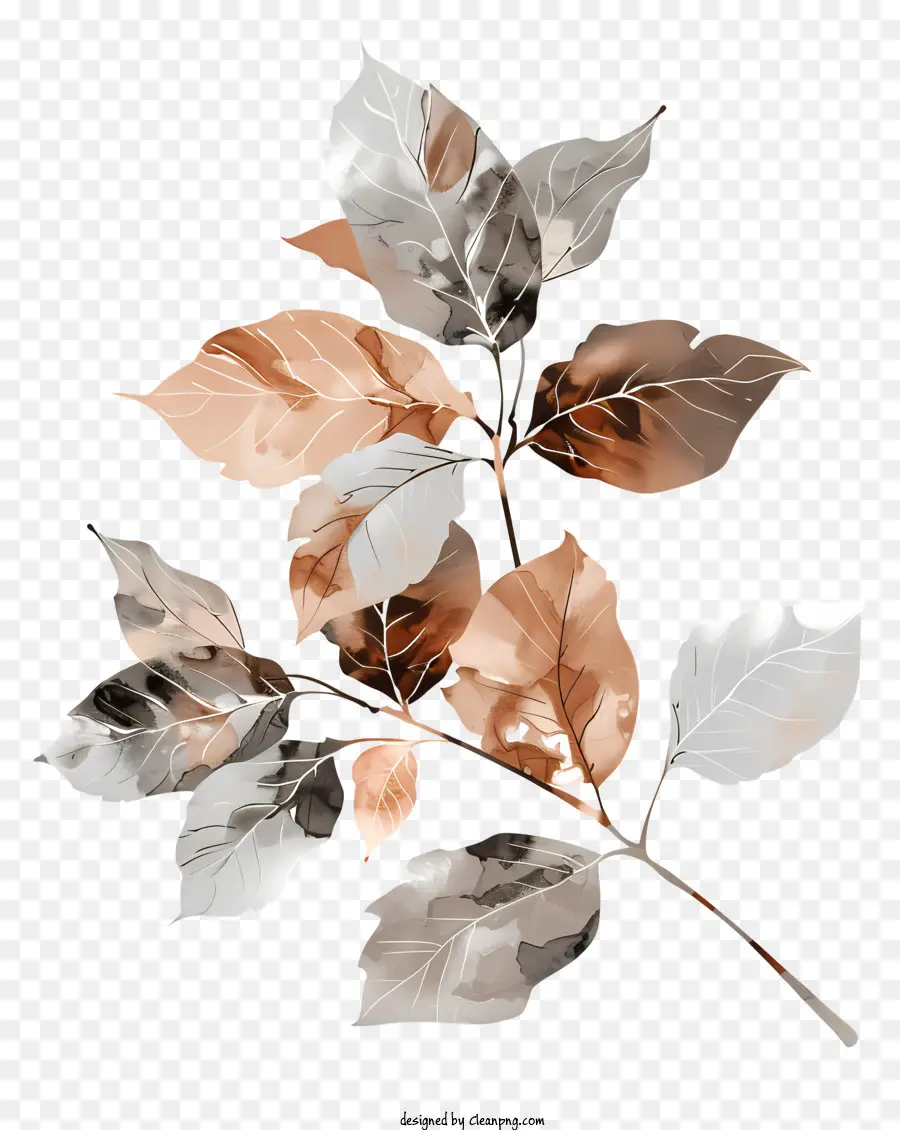 Autumn Leaves，Hoja Blanca PNG