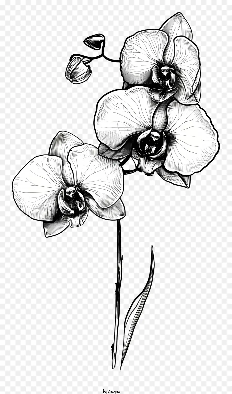 Día De Orquídeas，Las Orquídeas PNG